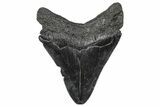 Fossil Megalodon Tooth - South Carolina #368006-1